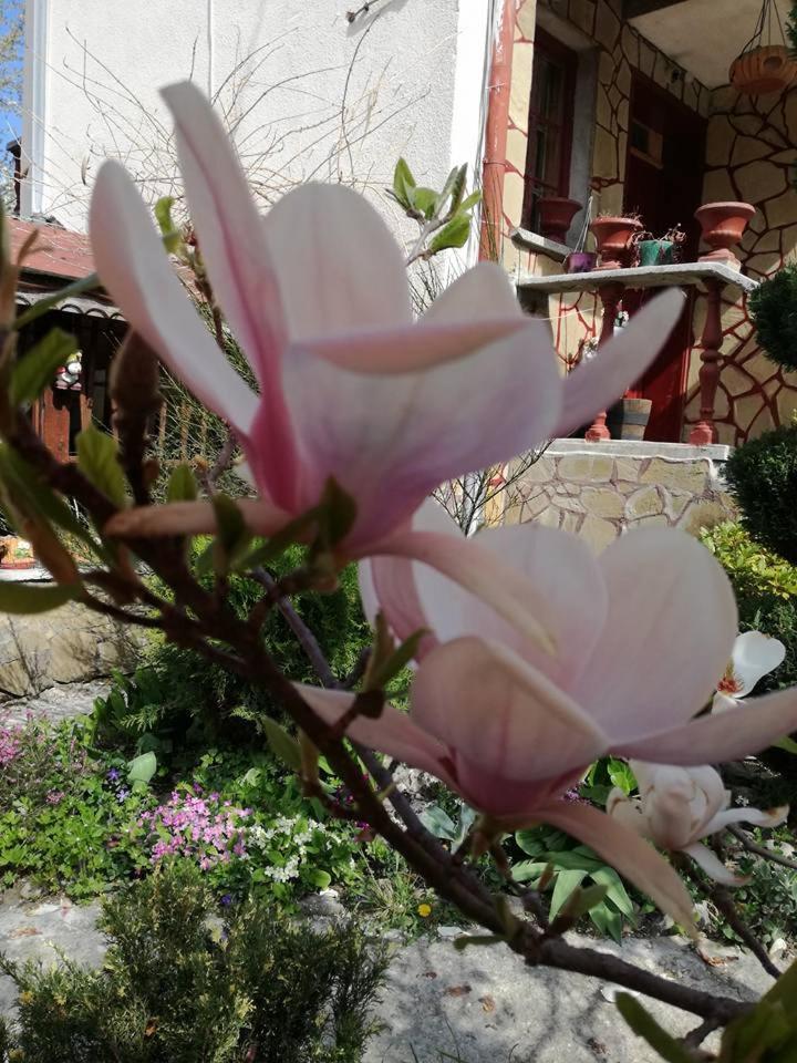 Veselata Guest House Dolna Banya Ngoại thất bức ảnh
